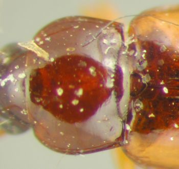 Media type: image;   Entomology 33060 Aspect: pronotum dorsal